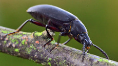 Großer Schwarzkäfer_4.jpg